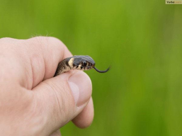 Nằm mơ thấy rắn nhỏ đuổi theo mình Nằm mơ thấy rắn nhỏ đuổi theo mình